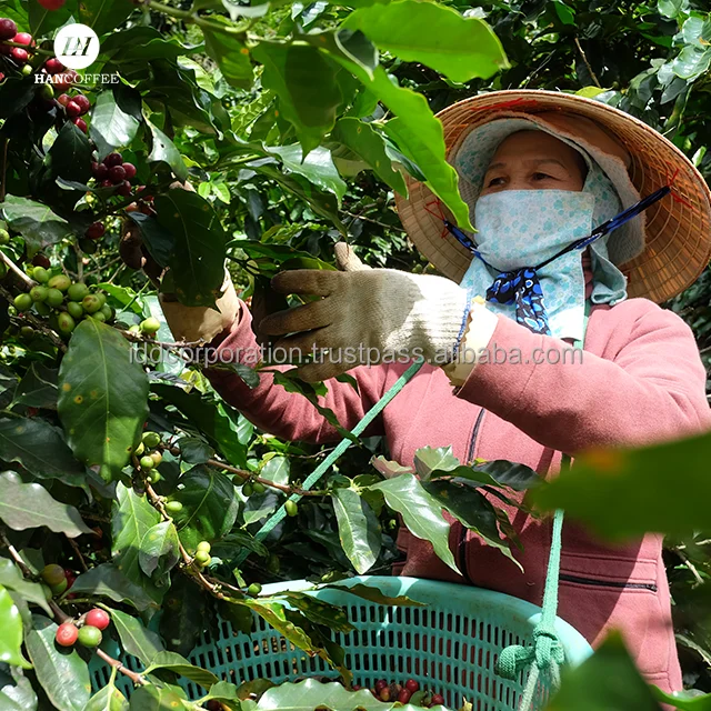 Vietnamese Coffee Factory Raw Coffee Bean High Quality Beans Wholesale