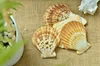 Vieiras Candy Fans (Tamaño: 4 - 5cm)
