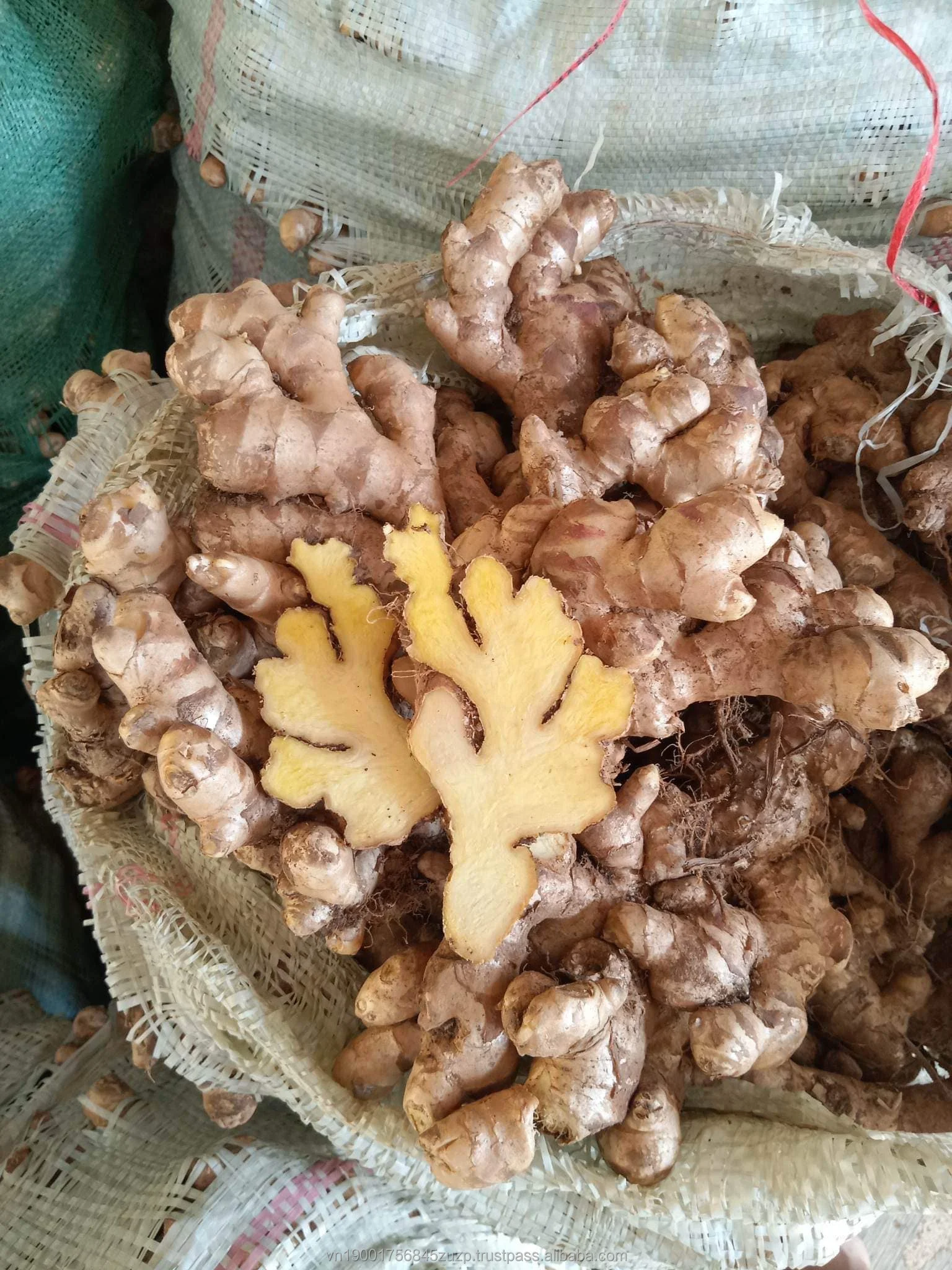 Fresh Ginger Natural Yellow Exporting Standard From Vietnam 2023 Buy