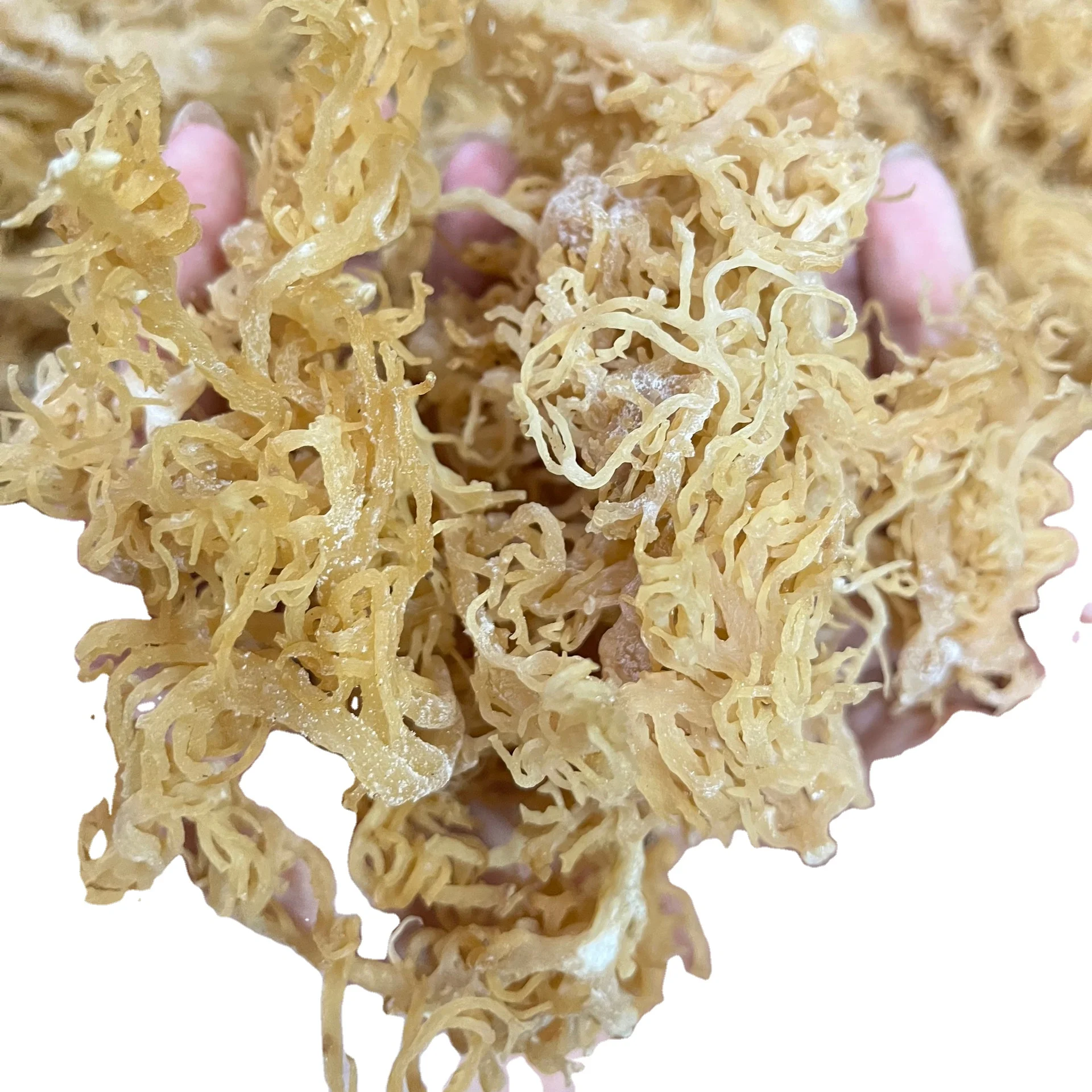 Seamoss Dried Euchuema Cottonii Vietnam Origin High Quality //ms