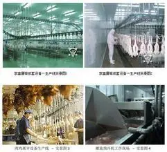 Complete Poultry Slaughtering Line - Turnkey solution for efficient processing