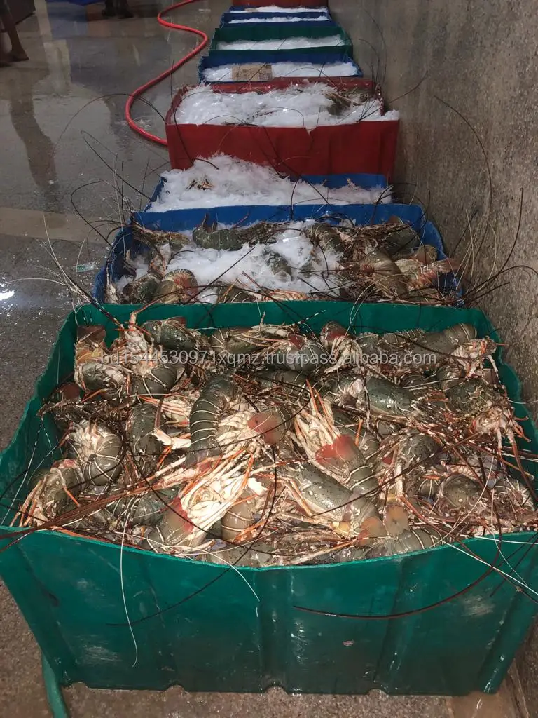Lobster Whole Frozen Iqf Iwp Best Quality Product Country Of Origin