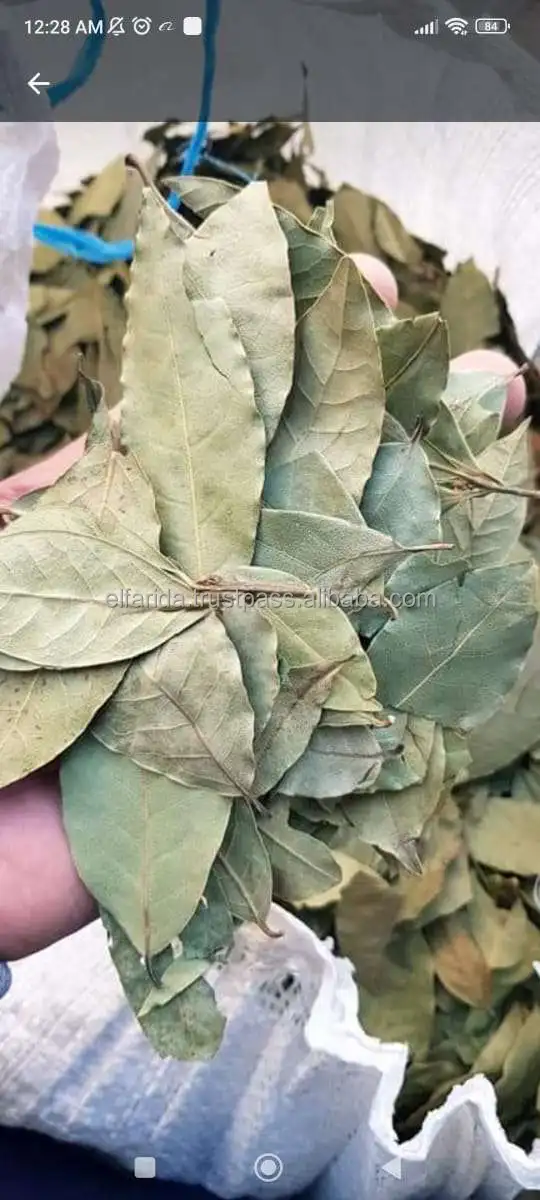 High Quality Premium Grade Single Spices Products Dried Bay Laura Leaf/ Bay Leaves from Egypt Origin Exporter and Supplier
