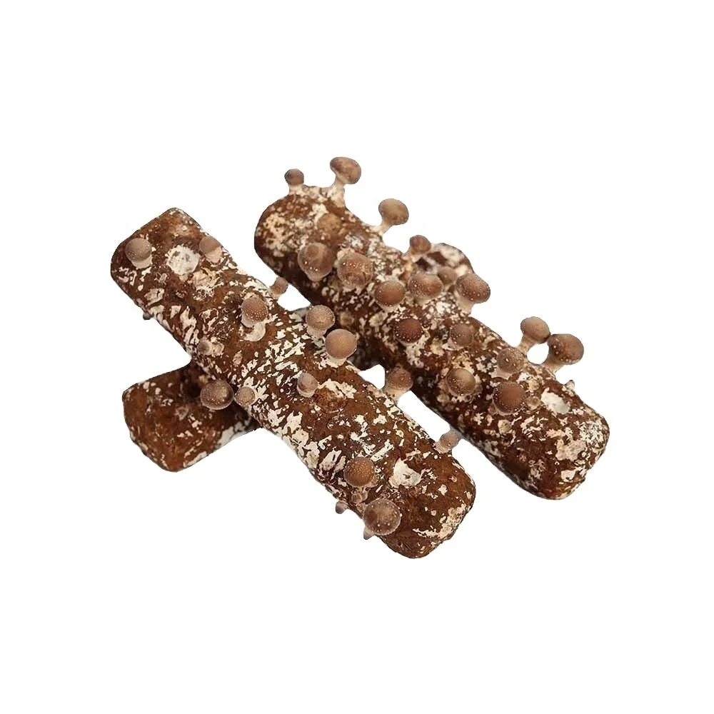 Шампиньон Shiitake Spawns, Buches with graines, Substrat with mycelium (Lentinula edodes)