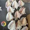 แชมเปญ