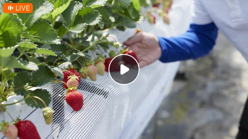 Japanese High Quality Strawberries Product Show Stream 2024 Alibaba Com   Sc2f09787080a4410ae0fa044730646eaM 