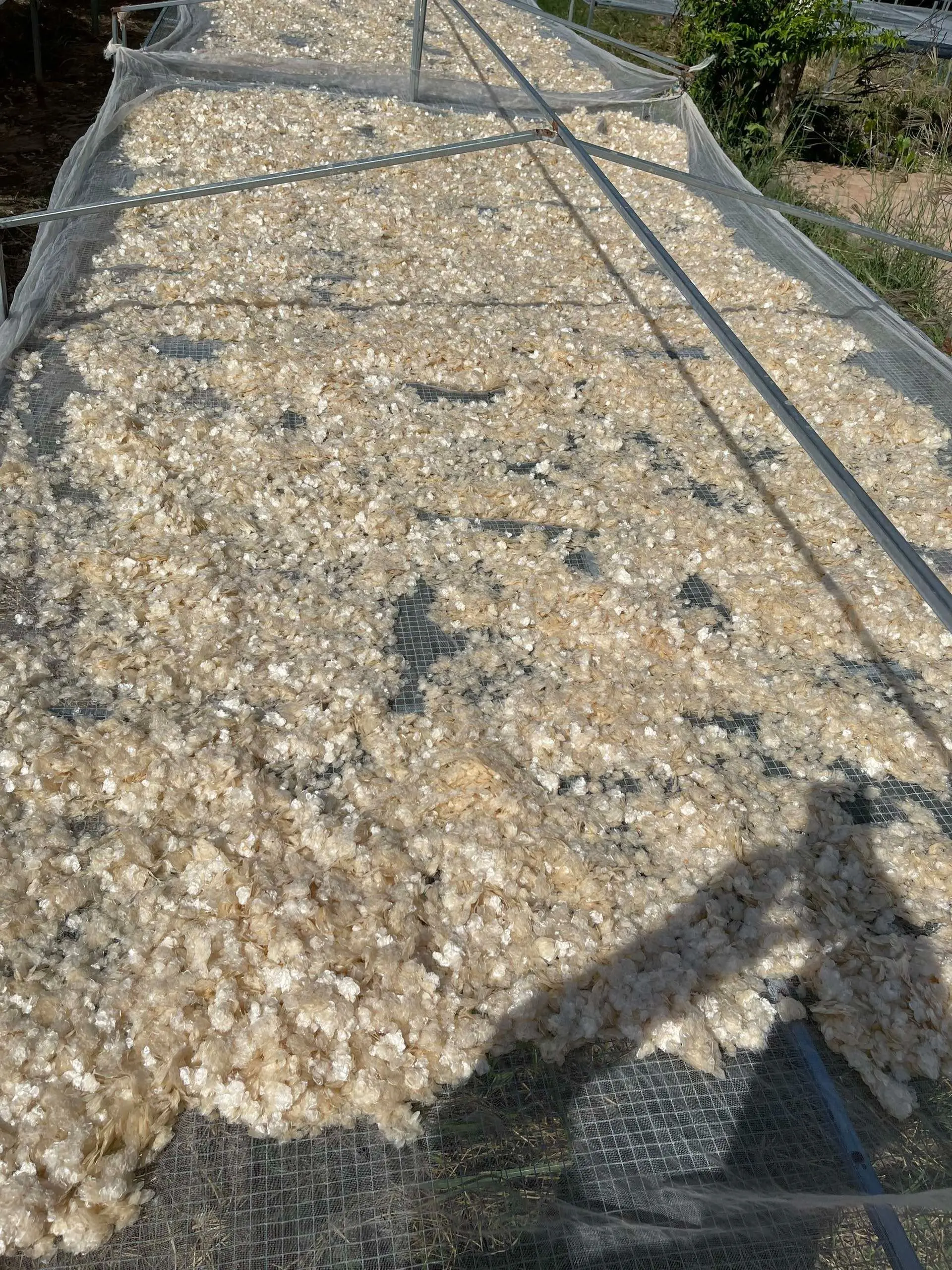 The Best Price Fish Scales From Vietnam -  FISH SCALES POWER - Fish Scales: Types and Functions and Uses  Ms. Lily