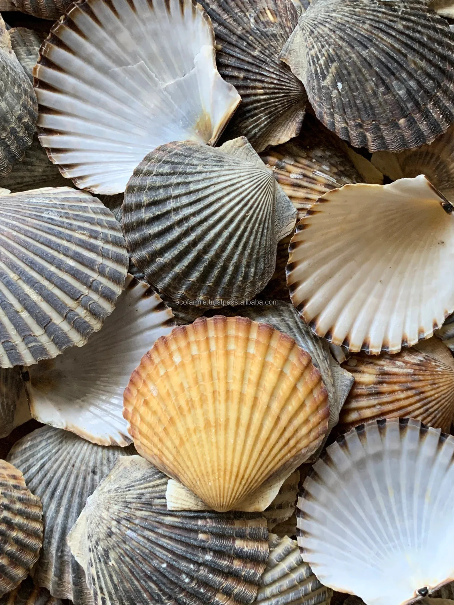 Sc Shaped Shell Natural Scallop Sea Shells - Collectible & Eco-friendly