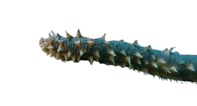 DRIED SEA CUCUMBER HIGH QUALITY WITH COMPETITIVE PRICE FROM VIETNAM