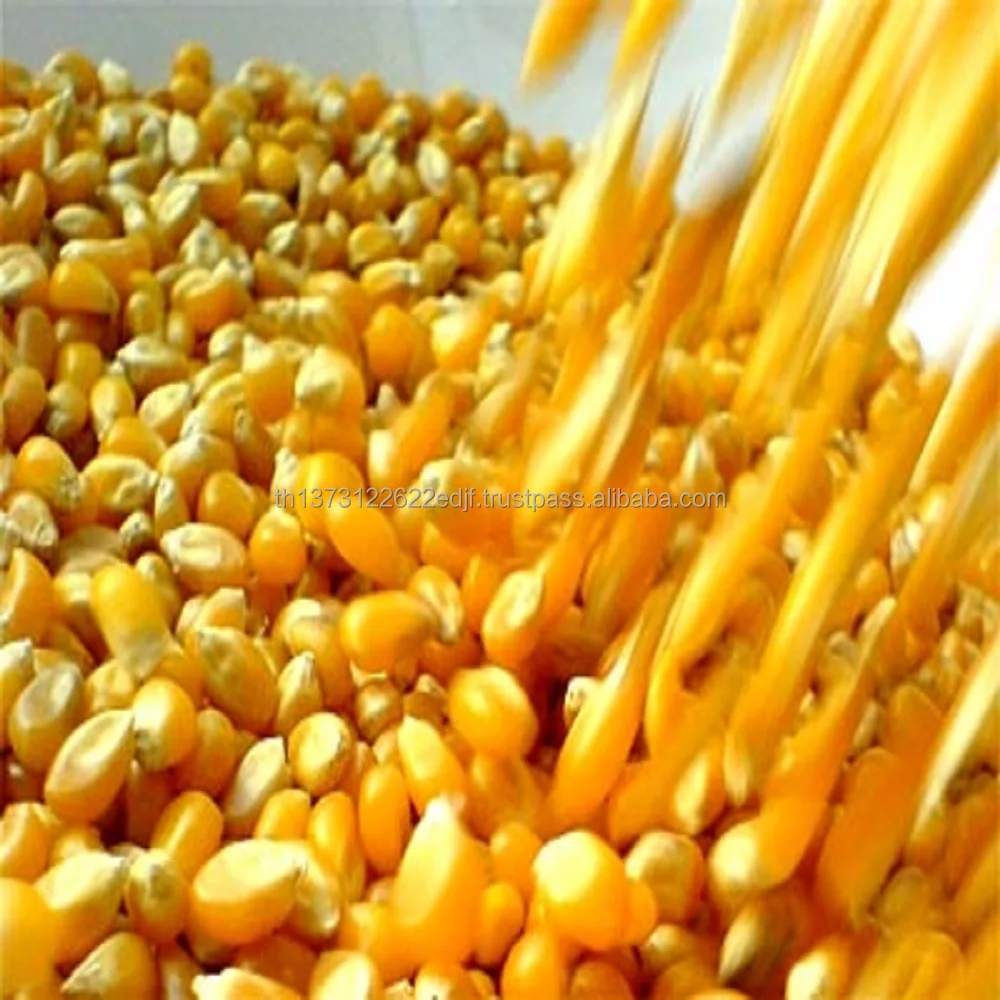 200809-maiz-grano - Copy.jpg