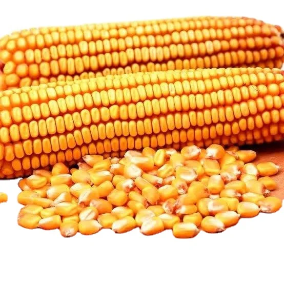 100 Fresh Stock Yellow Corn Maize White Corn For Human Consumption