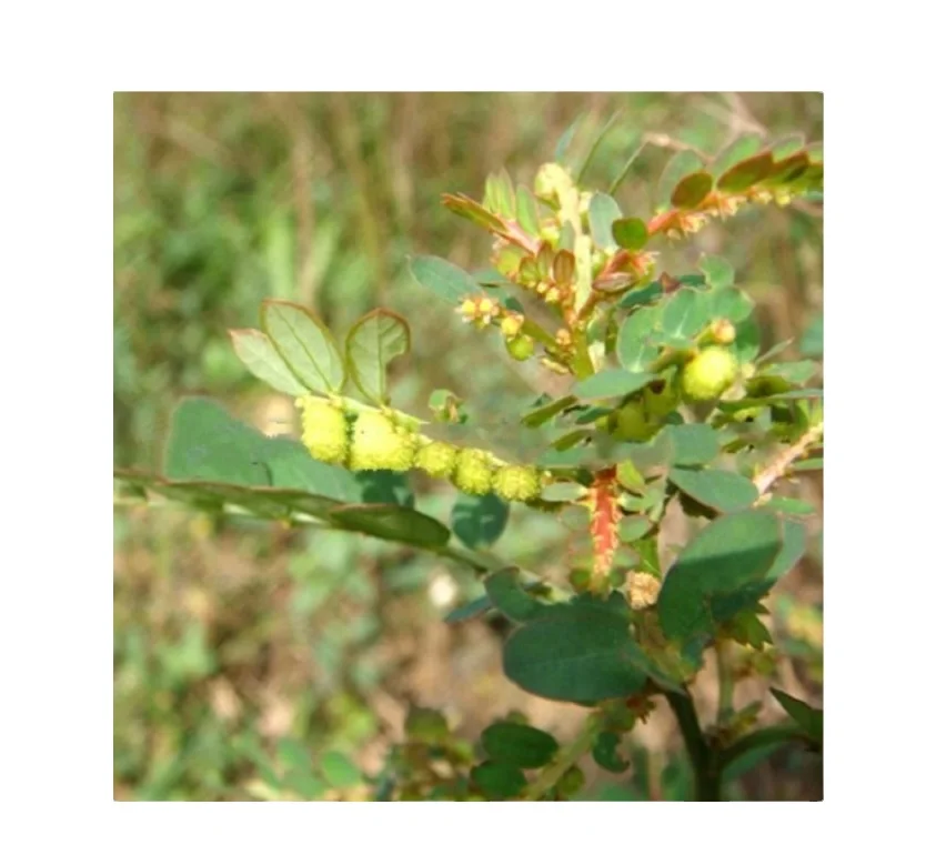 Pure Wholesale Phyllanthus Emblica Extract Fresh Amla Fruits 30% Polyphenols Powder