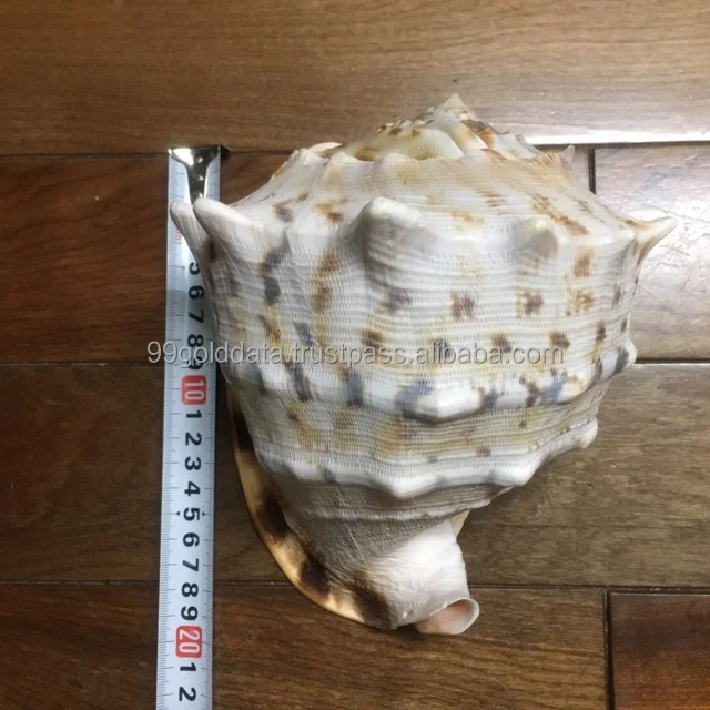 Natural Big Size Conch Shell Cassia Seashell Cassia Cornuta Seahsell