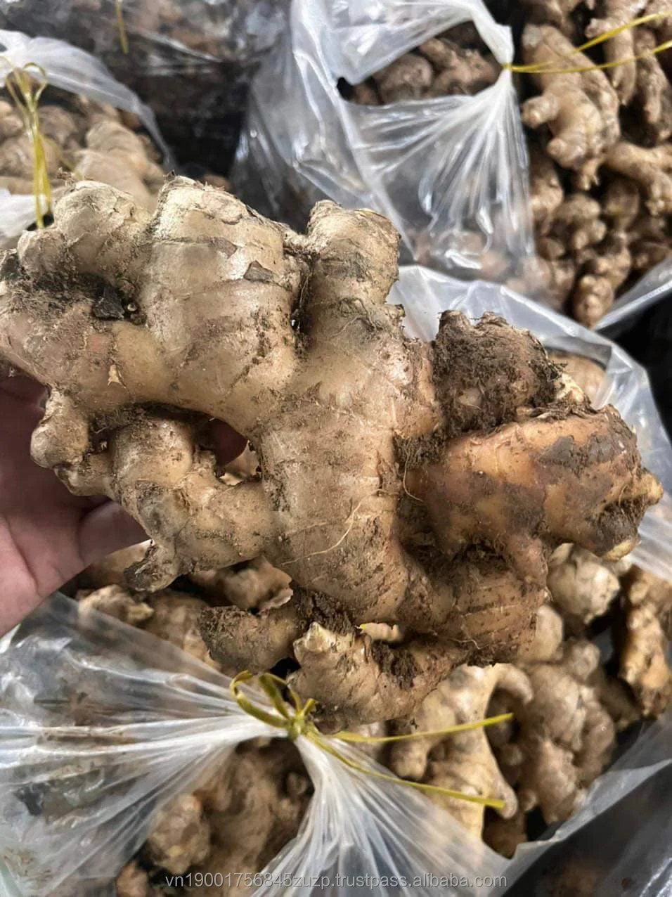 Fresh Ginger Natural Yellow Exporting Standard From Vietnam 2023 Buy
