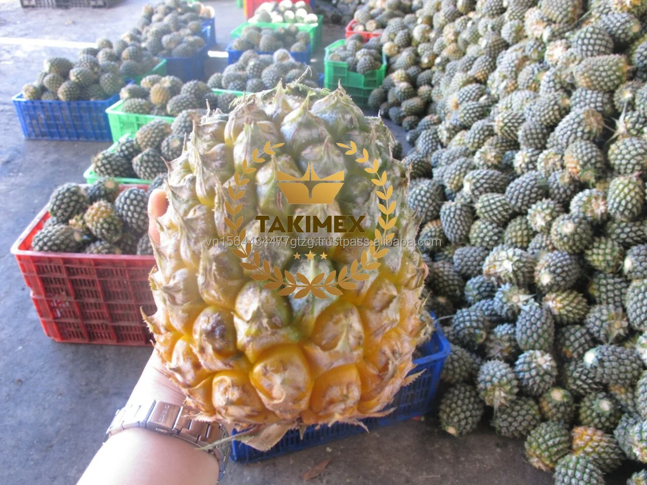 Oem Package Canned Pineapple Slices Pieces In Light Syrup From Vietnam