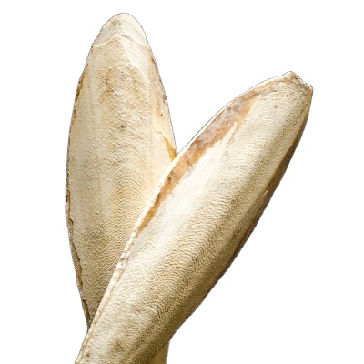 Высококачественная косточка Для морской слепки, конкурентоспособная цена от вьетнамского производителя