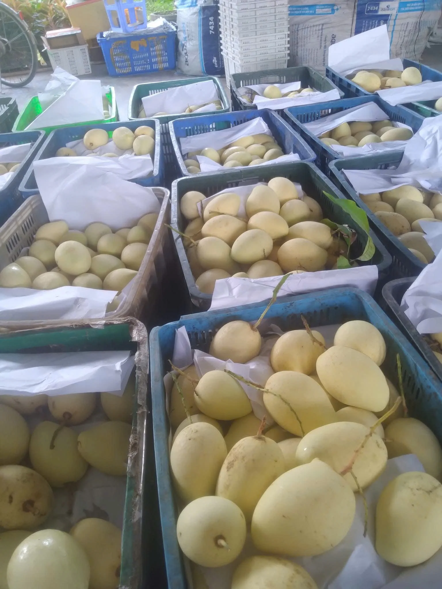 Vietnam Fresh Mango Cat Chu from Dong Thap Premium Quality Taste