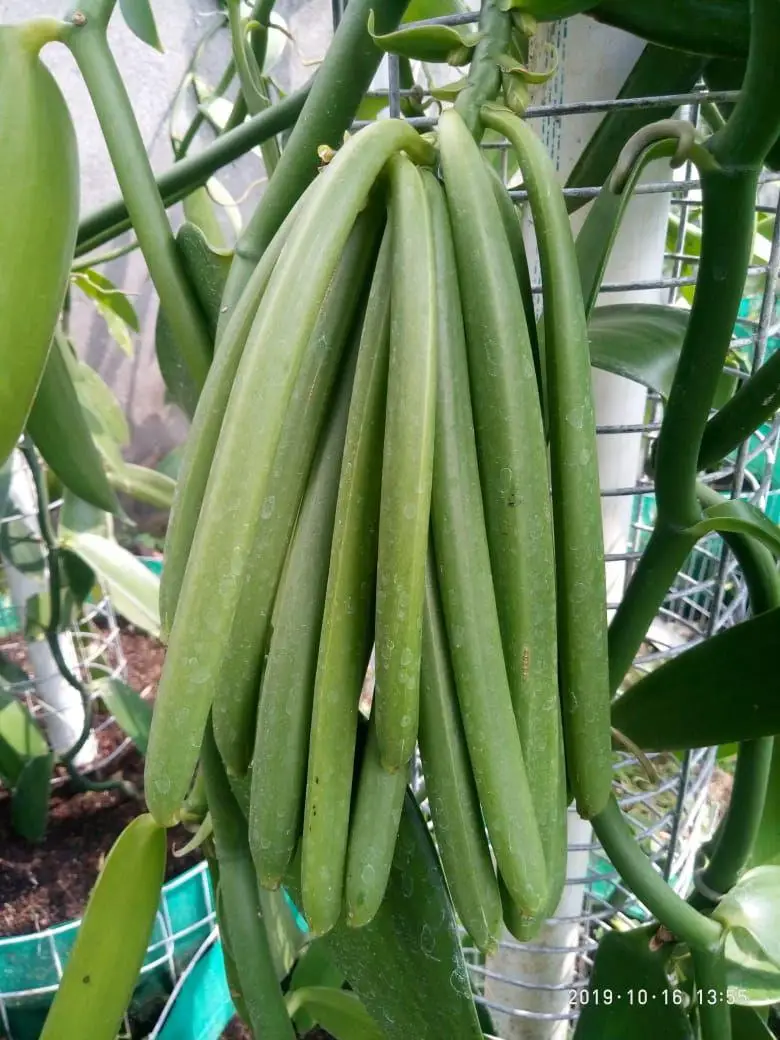 Premium Vanilla Beans Indonesian Vanilla Beans Gourmet Vanilla Beans