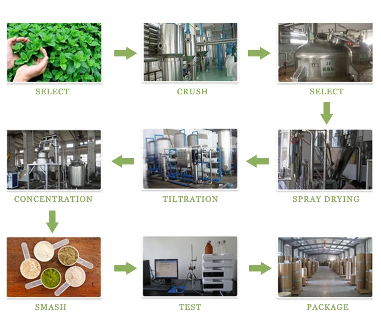 Tabernaemontana Divaricata Extract Powder Available for Supply