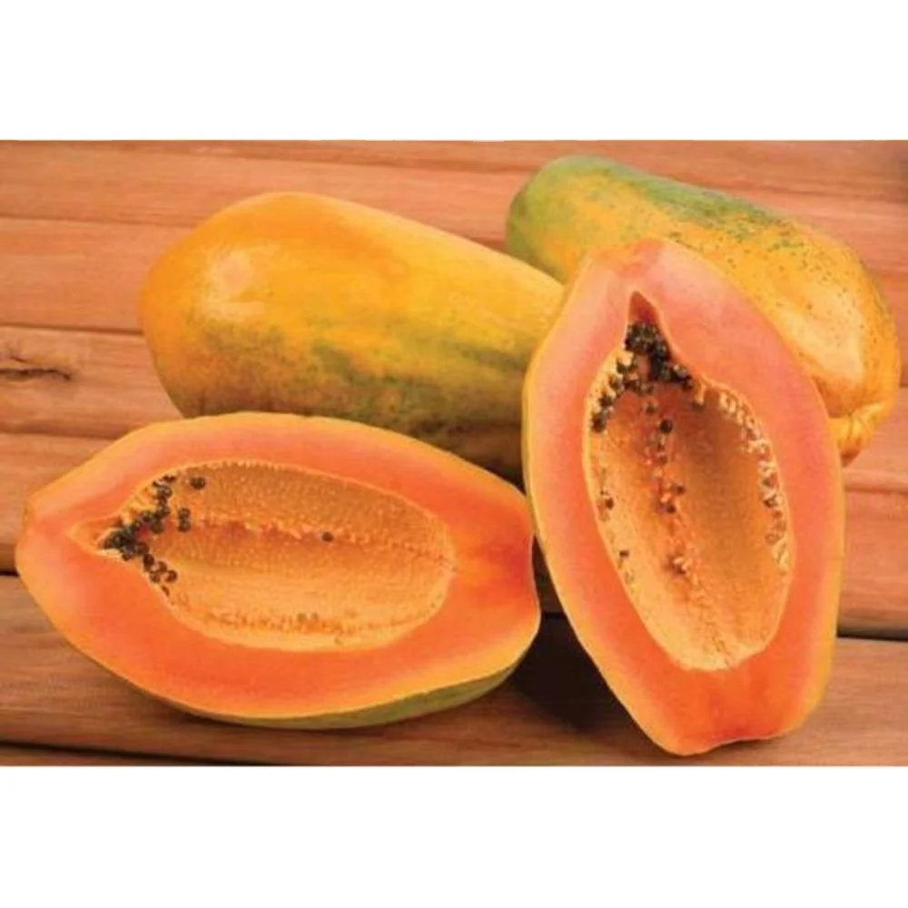 Лучшая цена для сельского хозяйства Pawpaw red glory