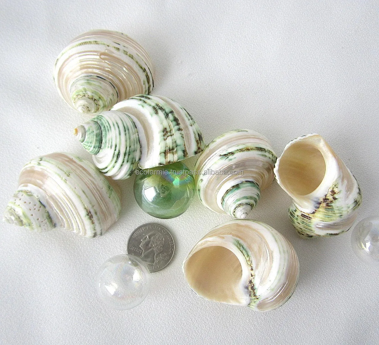 Decorative White Ocean Giant Clam Shells Tridacna Gigas Sea Shells