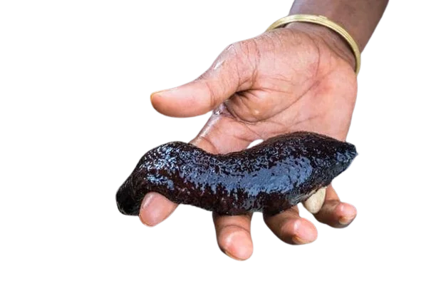DRIED SEA CUCUMBER HIGH QUALITY WITH COMPETITIVE PRICE FROM VIETNAM