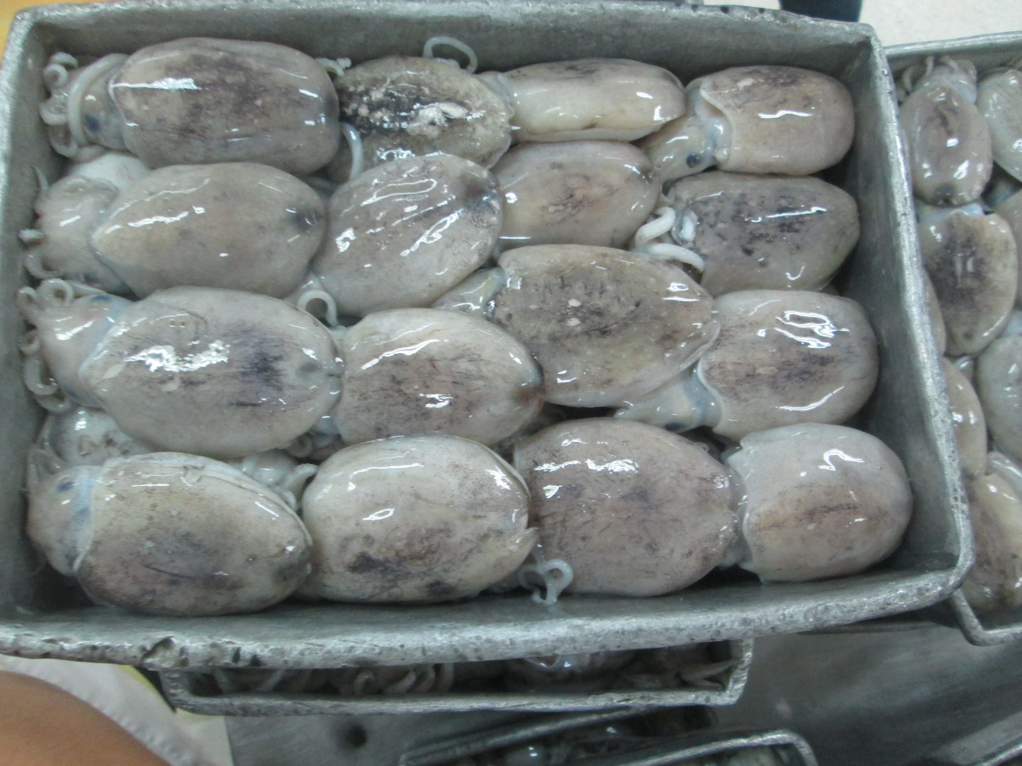 Top Quality Frozen Whole Round Fresh Cuttlefish With Block Freezing No Soaking
