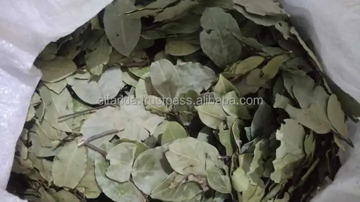 High Quality Premium Grade Single Spices Products Dried Bay Laura Leaf/ Bay Leaves from Egypt Origin Exporter and Supplier