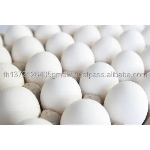 fresh-white-eggs-500x500.jpg