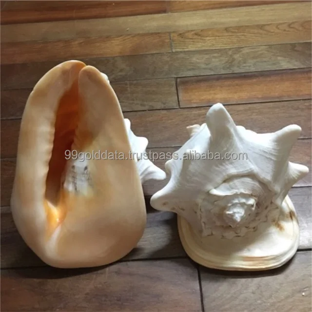 Natural Big Size Conch Shell Cassia Seashell Cassia Cornuta Seahsell
