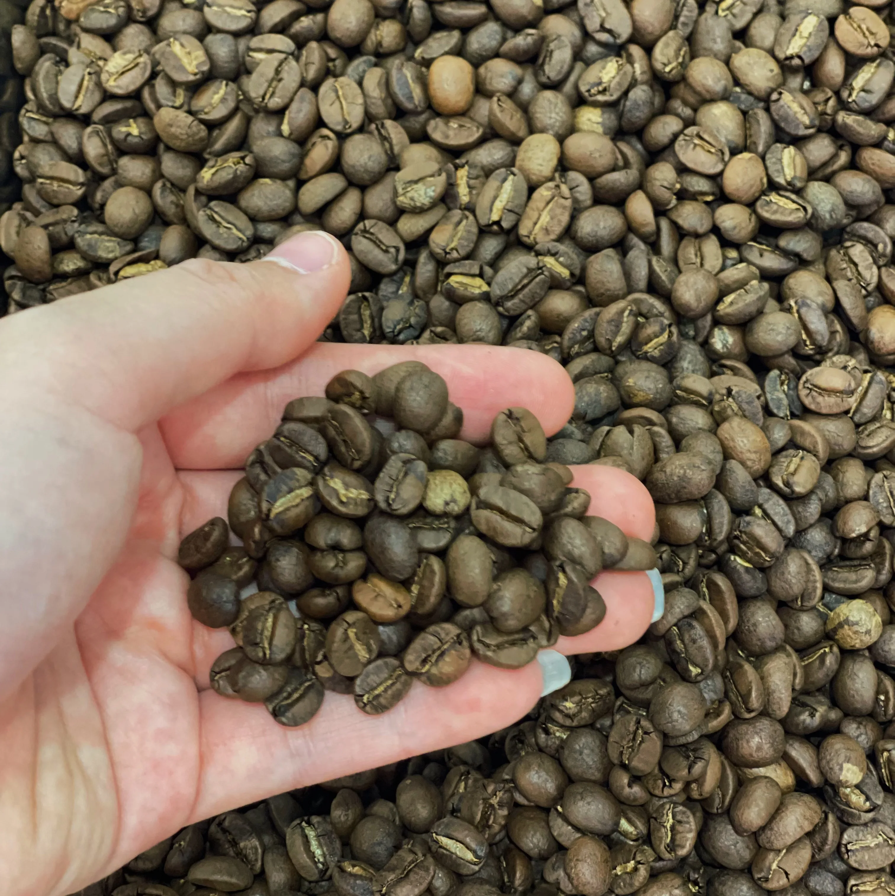 越南阿拉比卡烘焙咖啡生豆 中性口味 生咖啡 竞争力价格 原产地品牌可供选择，顶级品质