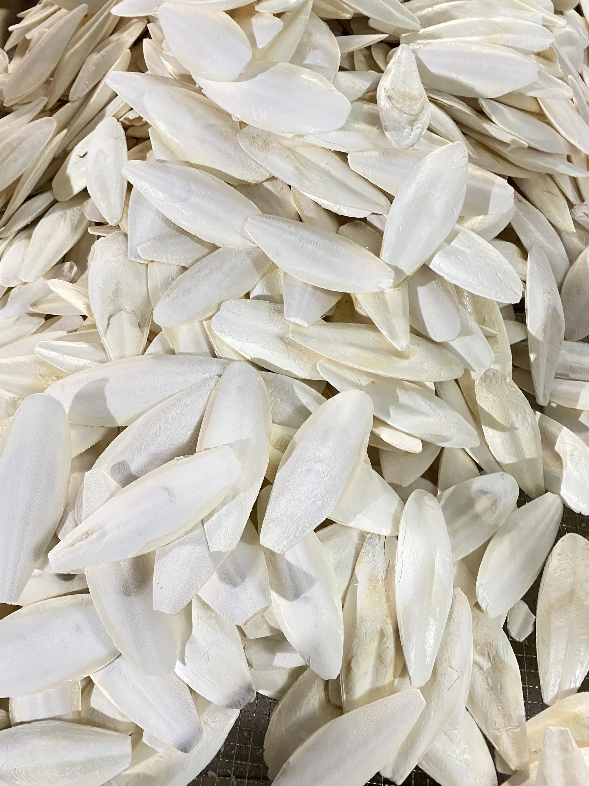 Small Cuttlebone Whole Sale Natural Dried Cuttlefish Bone Good Quality Rich Calcium ...