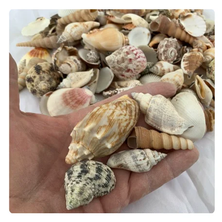 VIBRANT COLORED SEASHELLS for CREATIVE ART and CRAFT IDEAS