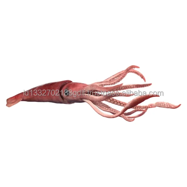 Командорский кальмар живой. Бигфин сквид. Кальмар акварель. Командорский кальмар живой. Squid bump.