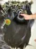 Negro