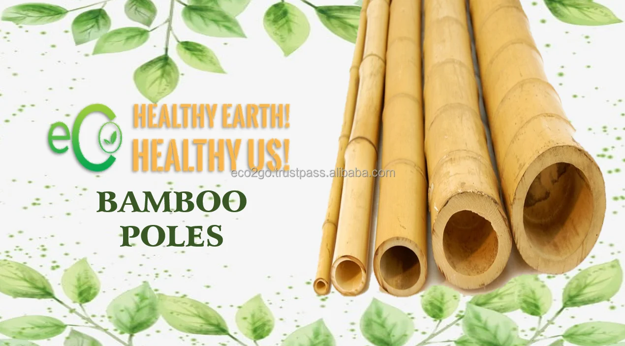 Bamboo In Vietnam Bamboo Poles/ Bamboo Poles Price/ Yellow Bamboo Poles ...