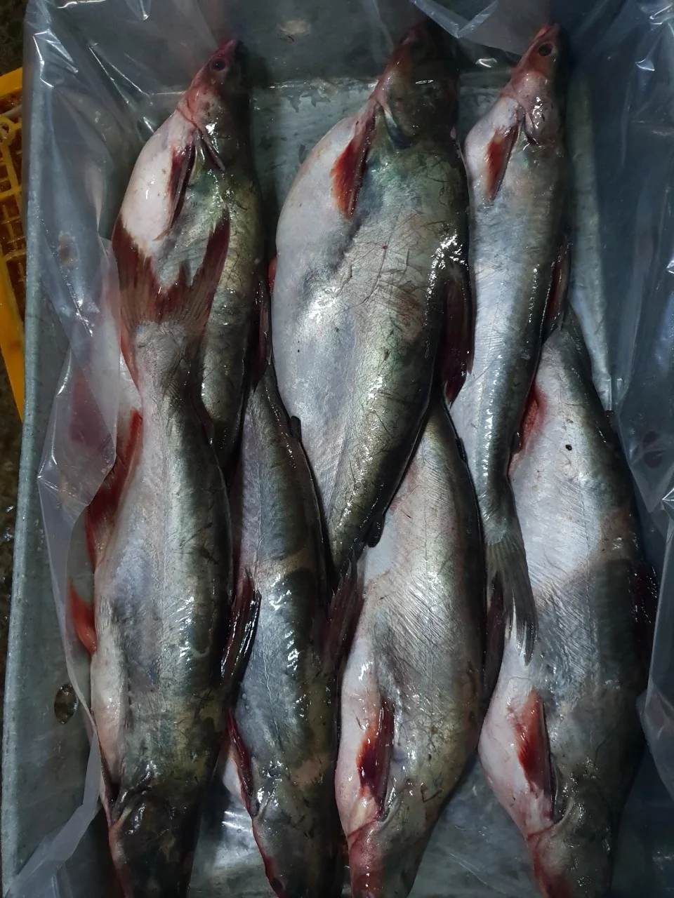 2021 Wholesale For Fresh And Frozen Iqf Basa,Pangasius Fish From