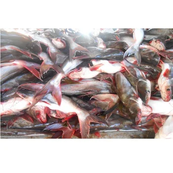 2021 Wholesale for Fresh and frozen IQF basa, pangasius fish From Vietnam