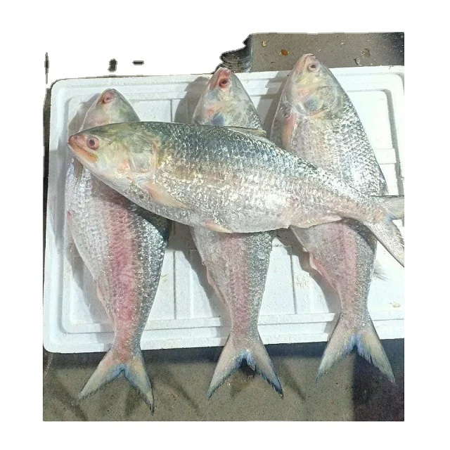 Frozen Fish Fresh Tilapia Supplier Block Bulk Style Packaging Package