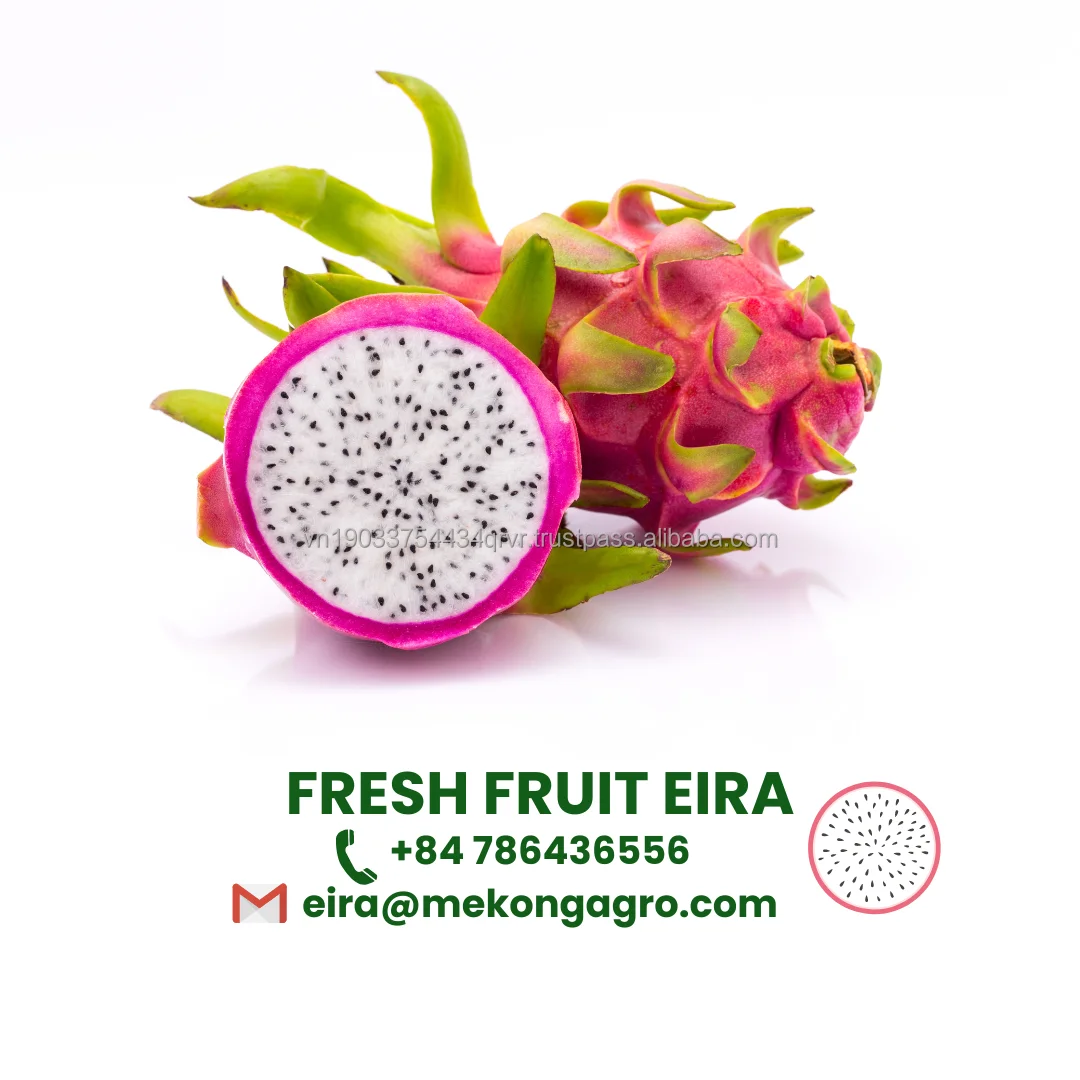Fresh Dragon Fruit from FARM Origin Vietnam - Best Price