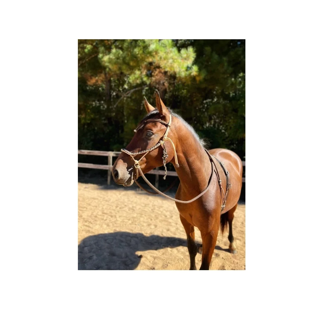 Mors Hackamore Pour Cheval En Laiton Gravé - Équitation Anglaise Et Western, Tige En Laiton Doré