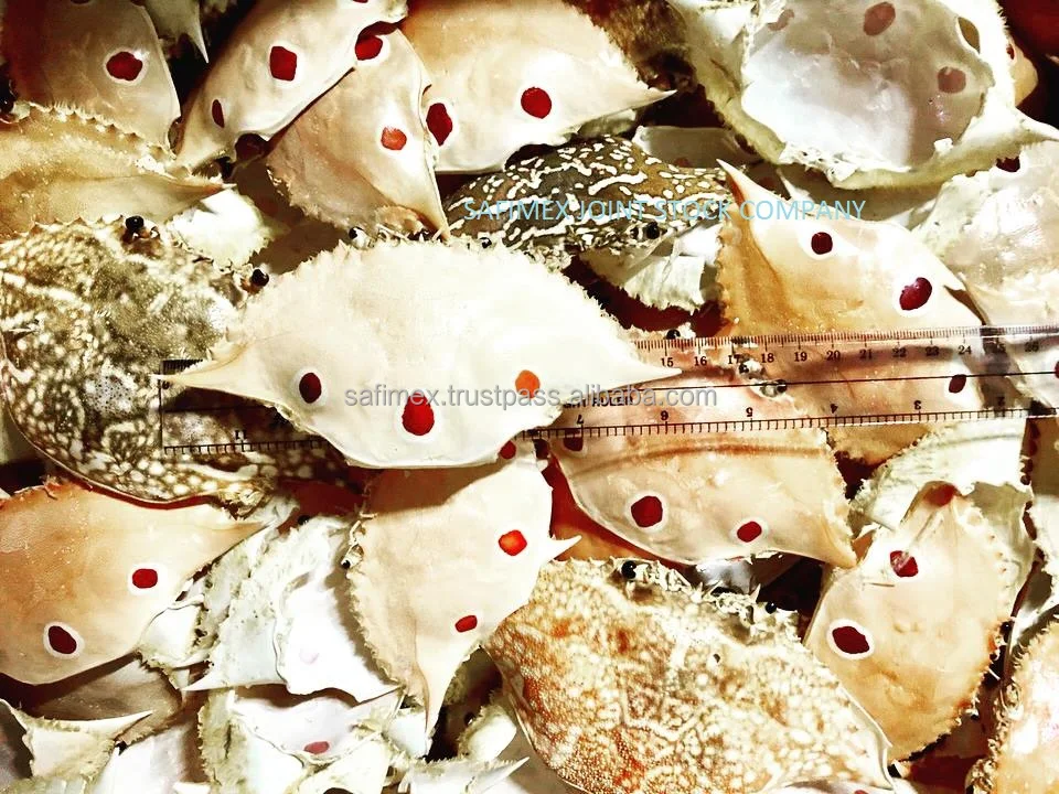 Large Crab Shell For Food Stuff Seafood / Crab Shell For Farci Cuisine