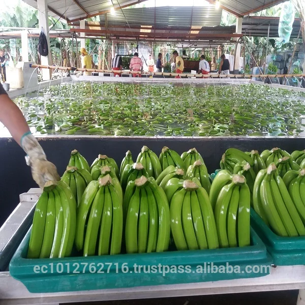 bananas.jpg