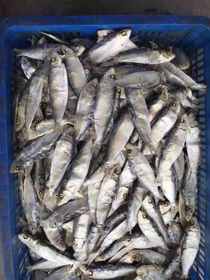 Dried Herring Fish Sardinella ( Sardinella Gibbosa ) Dried Sardine