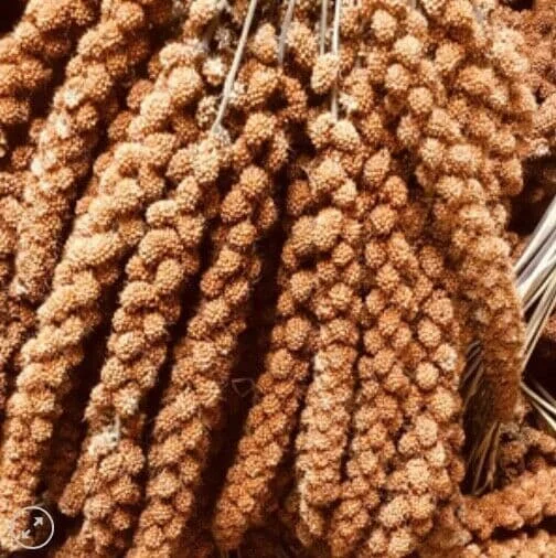 red millet spray5.jpg