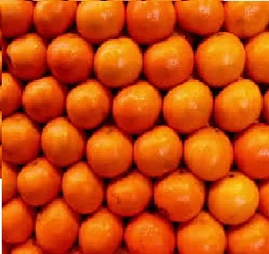 Pure Organic  Whole sale Cheapest  Factory price Fresh Mandarin Orange tangerine