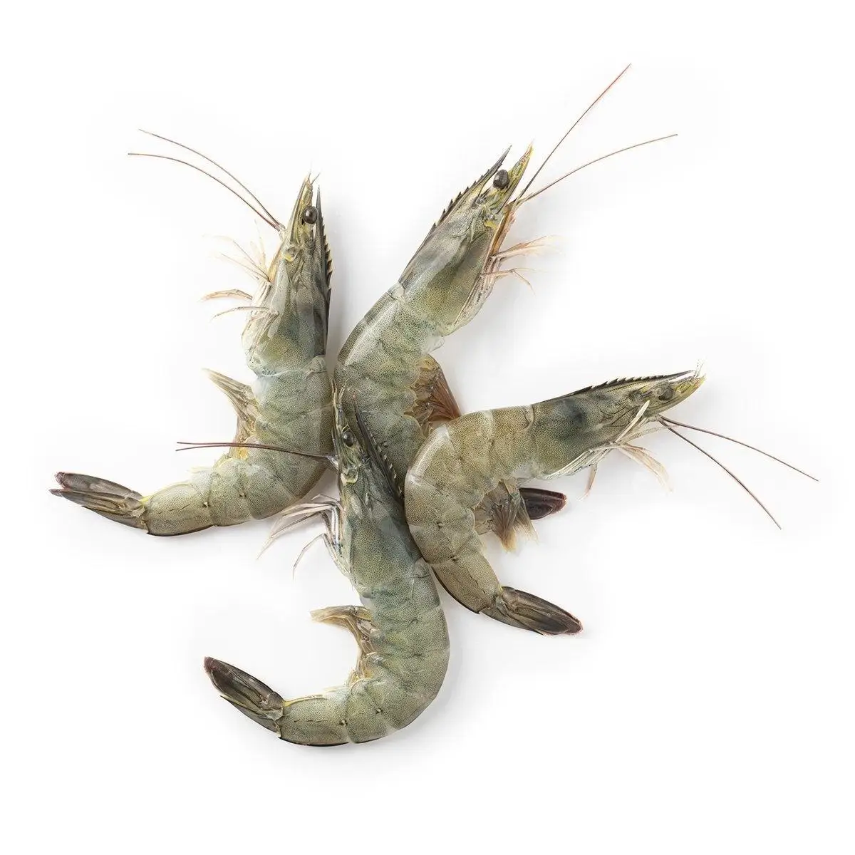 live black tiger shrimp for sale