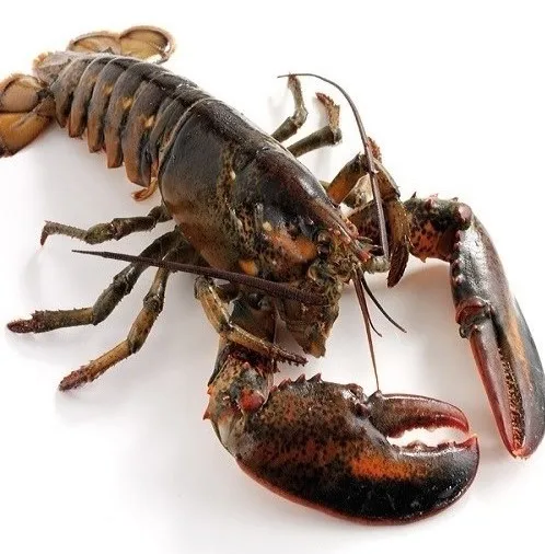 Lobsters 1.jpg