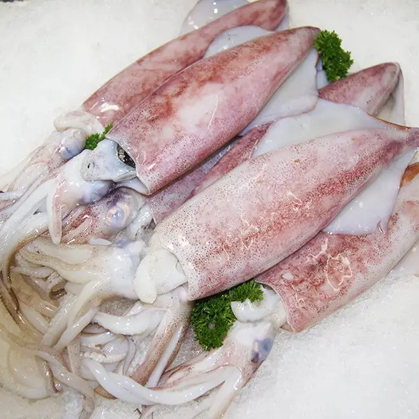 Best Quality 100% Export Oriented Custom Packaging Wholesale Price Fresh Frozen Ilex Squid Export From Indonesia
