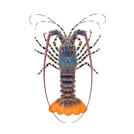 affordable price high quality frozen rock lobster with raw